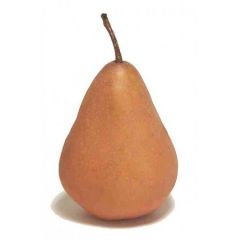 Bosc Pear